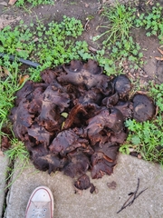 Scleroderma polyrhizum