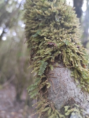 Hymenophyllum caespitosum