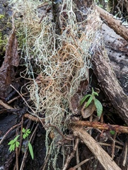 Usnea rubicunda