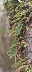 Hymenophyllum caespitosum