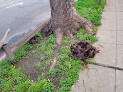 Scleroderma polyrhizum
