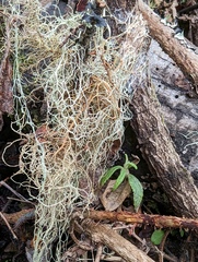 Usnea rubicunda