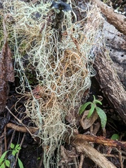 Usnea rubicunda