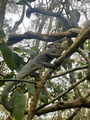 Calumma oshaughnessyi