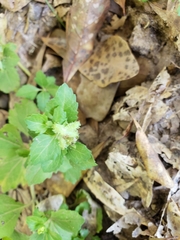 Acanthospermum australe