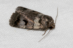 Thoracolopha flexirena