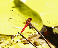 Rhodothemis lieftincki
