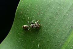 Pseudomyrmex gracilis