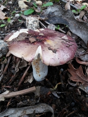 Russula