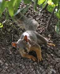 Sciurus niger