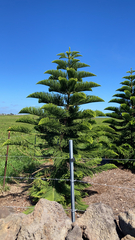 Araucaria columnaris