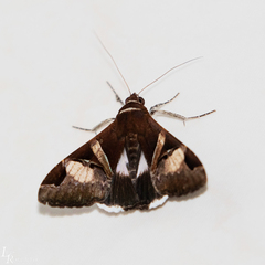 Melipotis fasciolaris