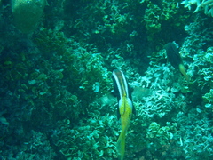 Parupeneus barberinoides