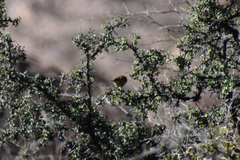 Leiothlypis celata