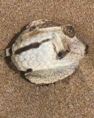 Capropygia unistriata