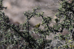 Leiothlypis celata