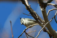 Baeolophus wollweberi