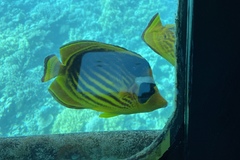 Chaetodon fasciatus