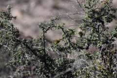Leiothlypis celata
