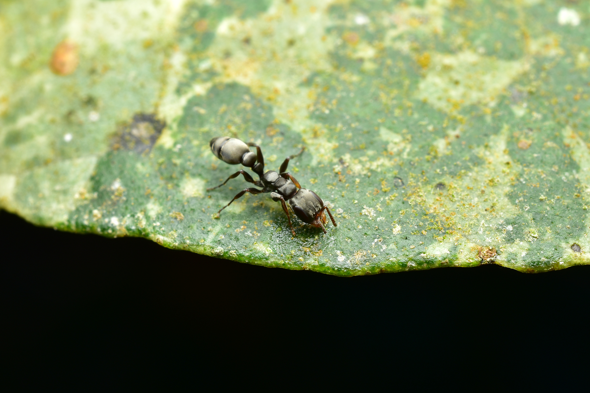 Pseudomyrmex sericeus