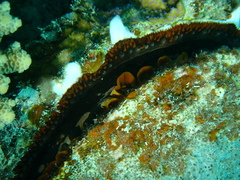 Spondylus varius