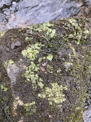 Dermatocarpon luridum