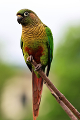 Pyrrhura frontalis