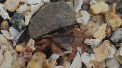 Cyclograpsus cinereus