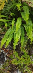 Blechnum arcuatum