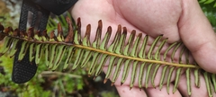 Blechnum arcuatum