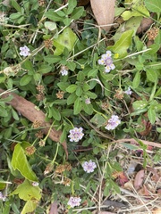 Phyla nodiflora minor