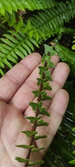 Blechnum arcuatum