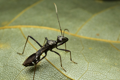 Trachelium tessellatum