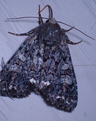 Melanchra pulverulenta