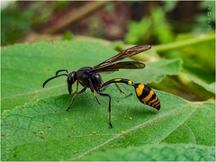Phimenes flavopictus blanchardi