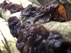 Exidia crenata