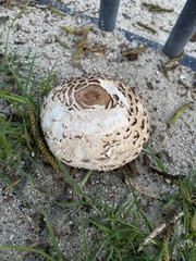 Rhacodium