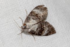 Acatapaustus leucospila