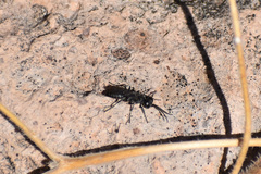 Crabronidae