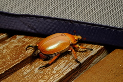 Anoplognathus viriditarsis