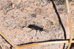 Crabronidae