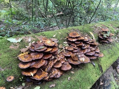 Pholiota glutinosa