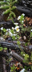 Euphrasia trifida