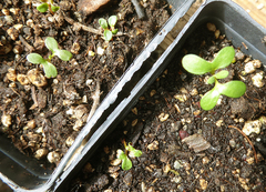 Eucalyptus conferruminata