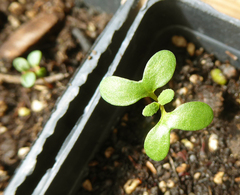 Eucalyptus conferruminata