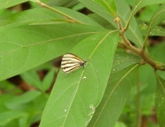 Arawacus separata