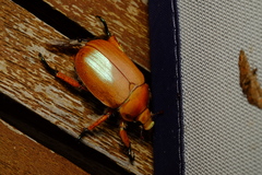 Anoplognathus viriditarsis