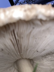 Rhacodium