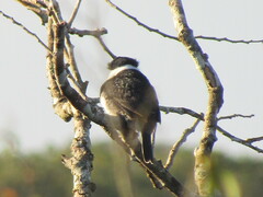 Notharchus hyperrhynchus