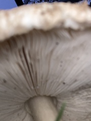 Rhacodium